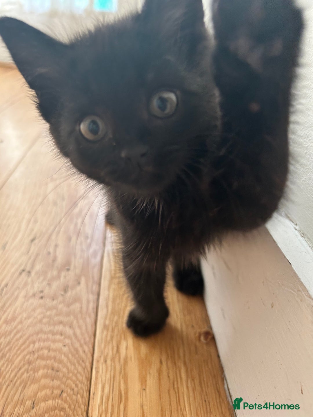 Domestic Shorthair cats for sale: 🐾 Kittens Ready for Loving Homes! 🐾 in Bromley - Image 1