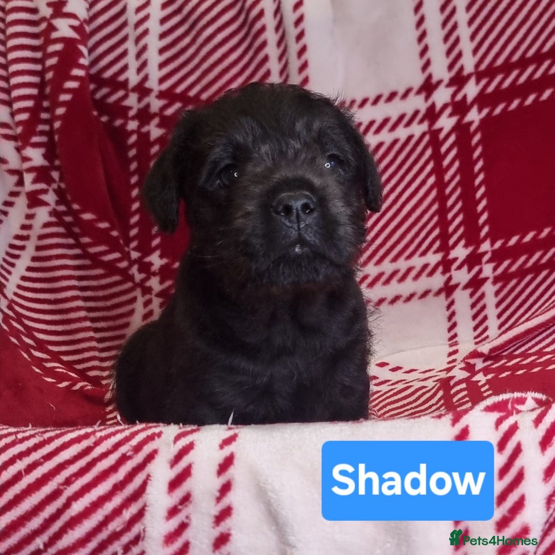 Mixed Breed dogs for sale: French Bulldog × Hungarian Puli Puppies - Advert 4