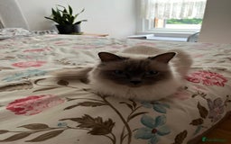 Ragdoll cats for sale: Rare Mink and blue mitted Ragdoll kittens  - Image 3