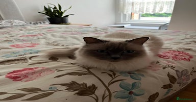 Ragdoll cats - Advert 12