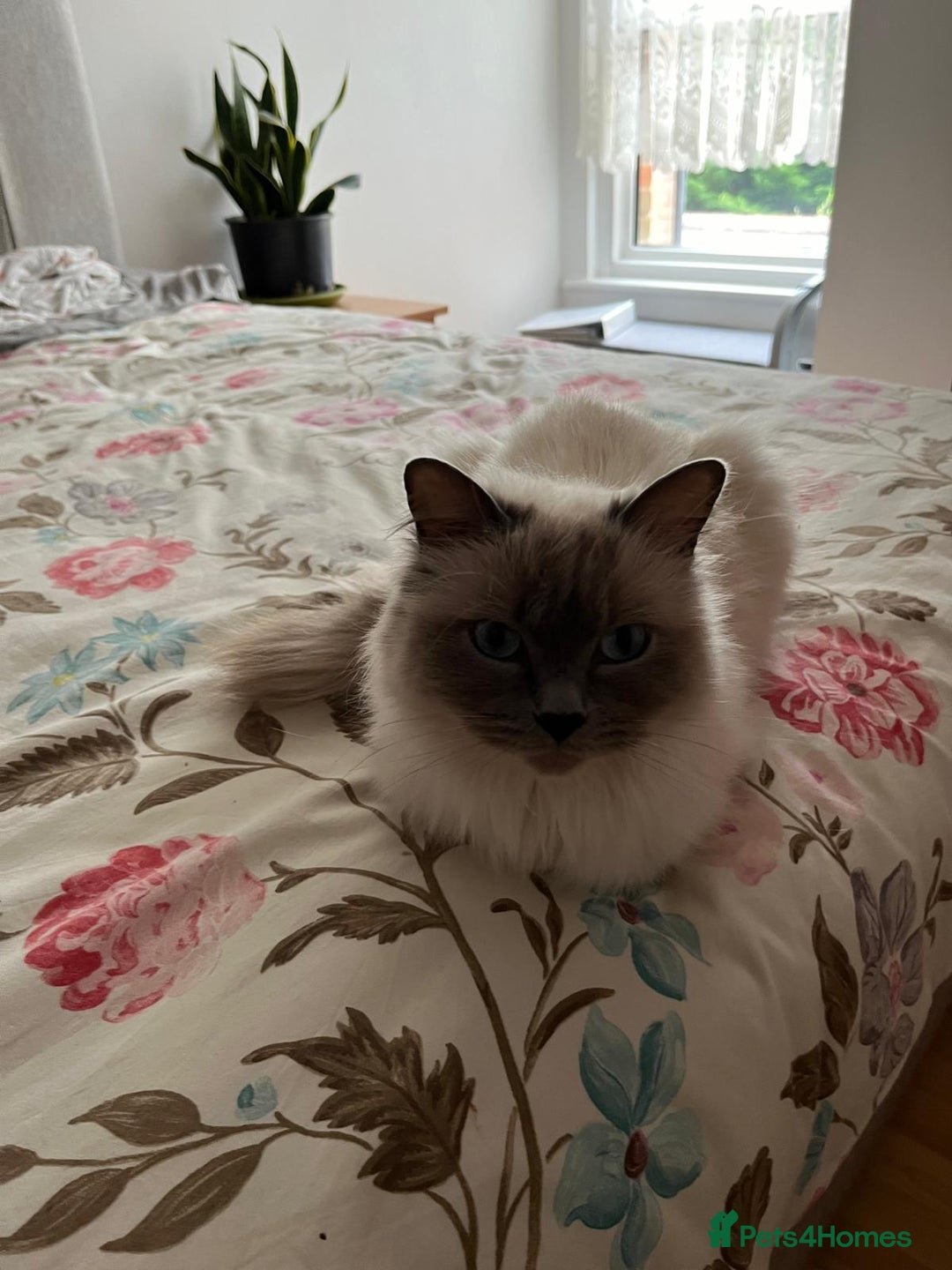 Ragdoll cats for sale: Rare Mink and blue mitted Ragdoll kittens  - Image 3
