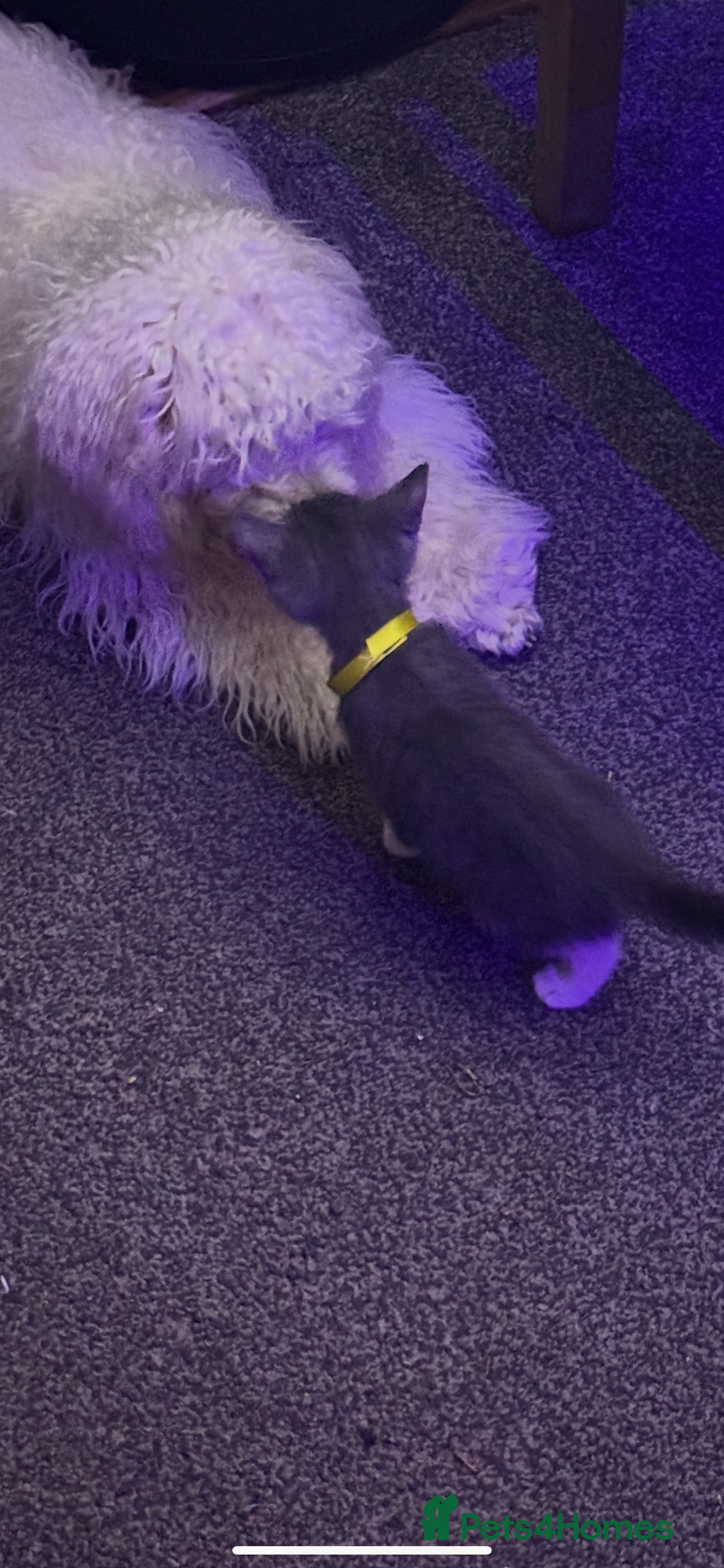 British Shorthair cats for sale: British shorthair x kittens - Image 14