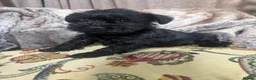 Miniature Schnauzer dogs for sale: Beautiful KC Miniature Schnauzers Black - Advert 10