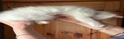 Ragdoll cats for sale: Rare flame point boy pure bred white fur blue eyes - Advert 10