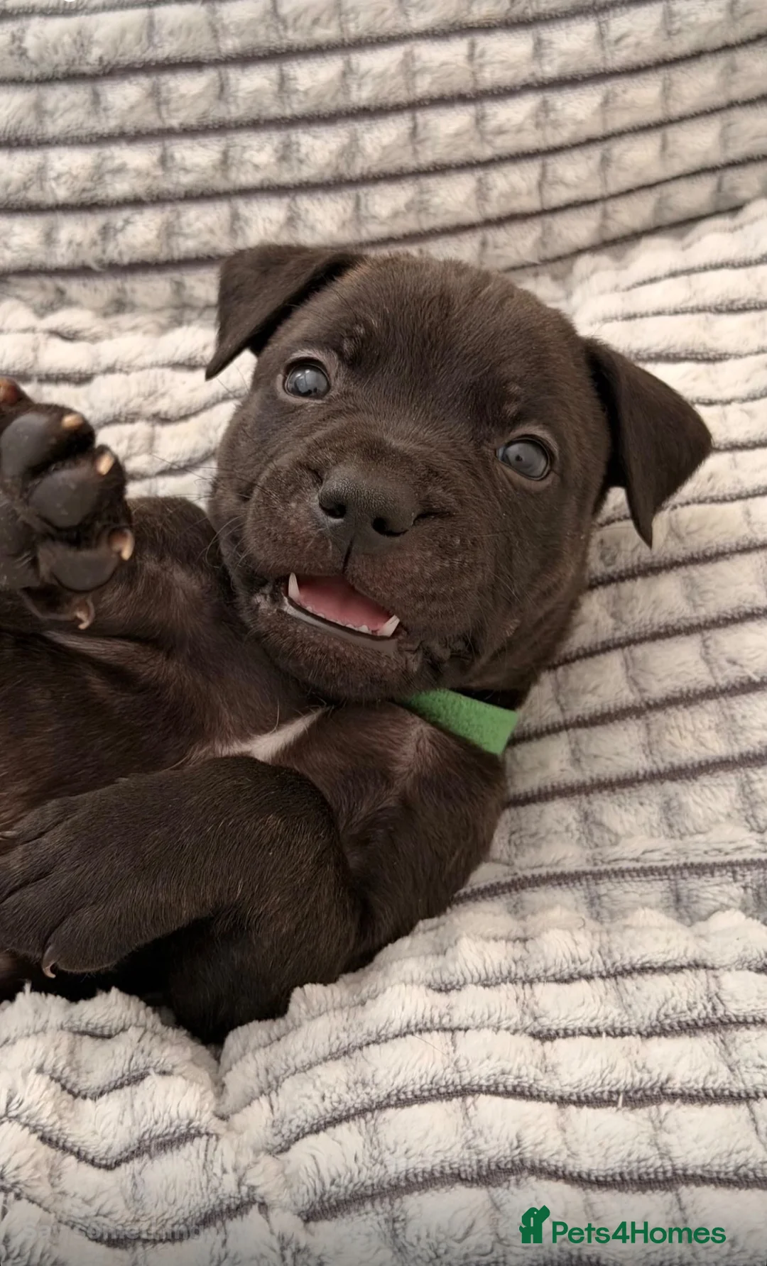 Mixed Breed dogs for sale: Staffordshire bull terrier X Cane corso puppies - Advert 23