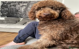 Bernedoodle dogs for sale: Bernedoodle x Labradoodle  - Image 9