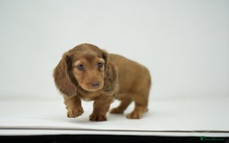 Miniature Dachshund dogs for sale: Long haired shaded red dapple dachshund  - Image 2