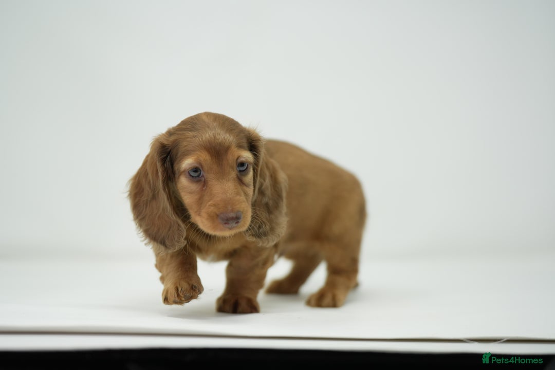 Miniature Dachshund dogs for sale: Long haired shaded red dapple dachshund  - Image 2
