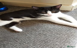 Mixed Breed cats for sale: One little tuxedo 🥰 - Image 10