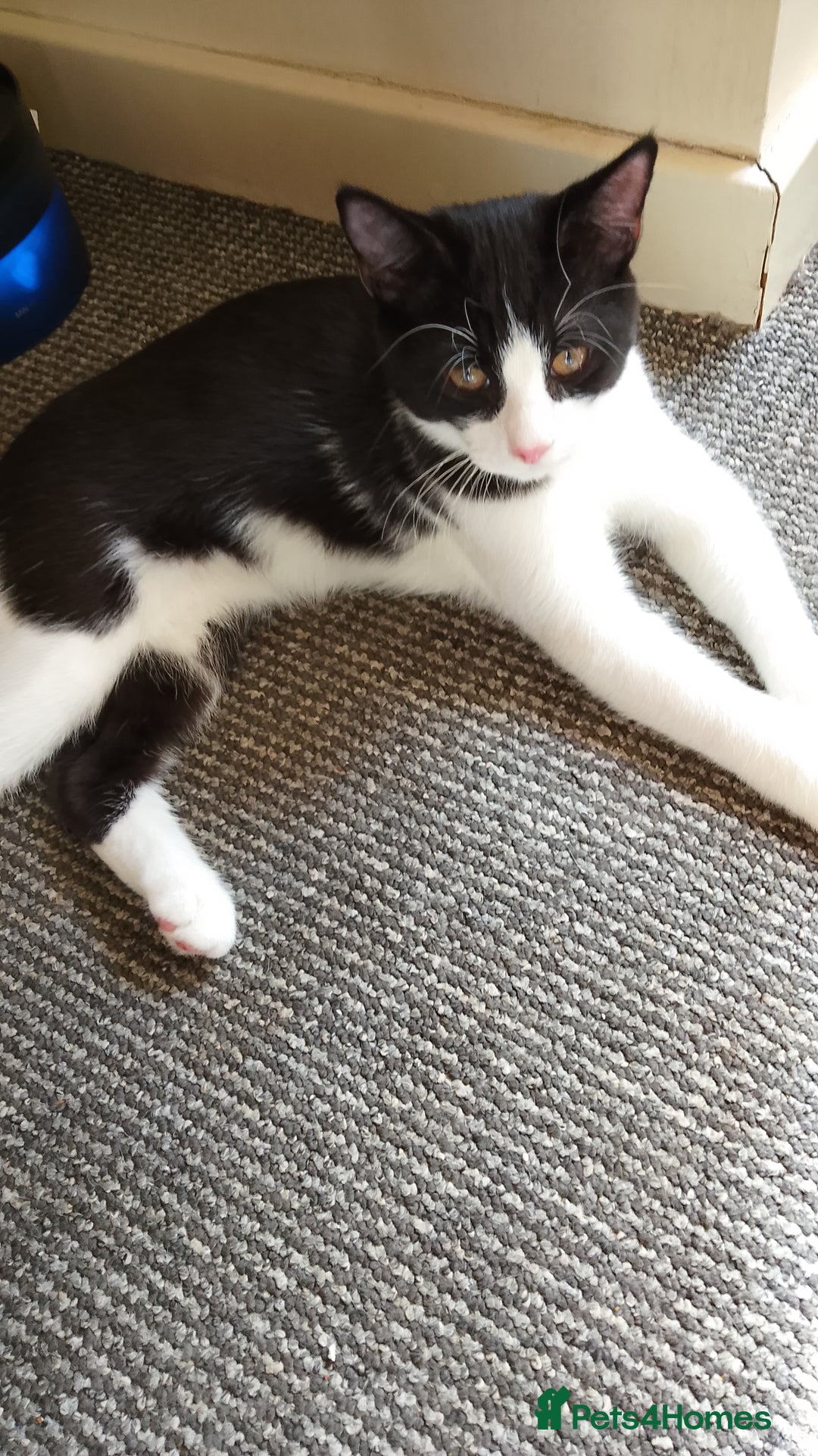 Mixed Breed cats for sale: One little tuxedo 🥰 - Image 10