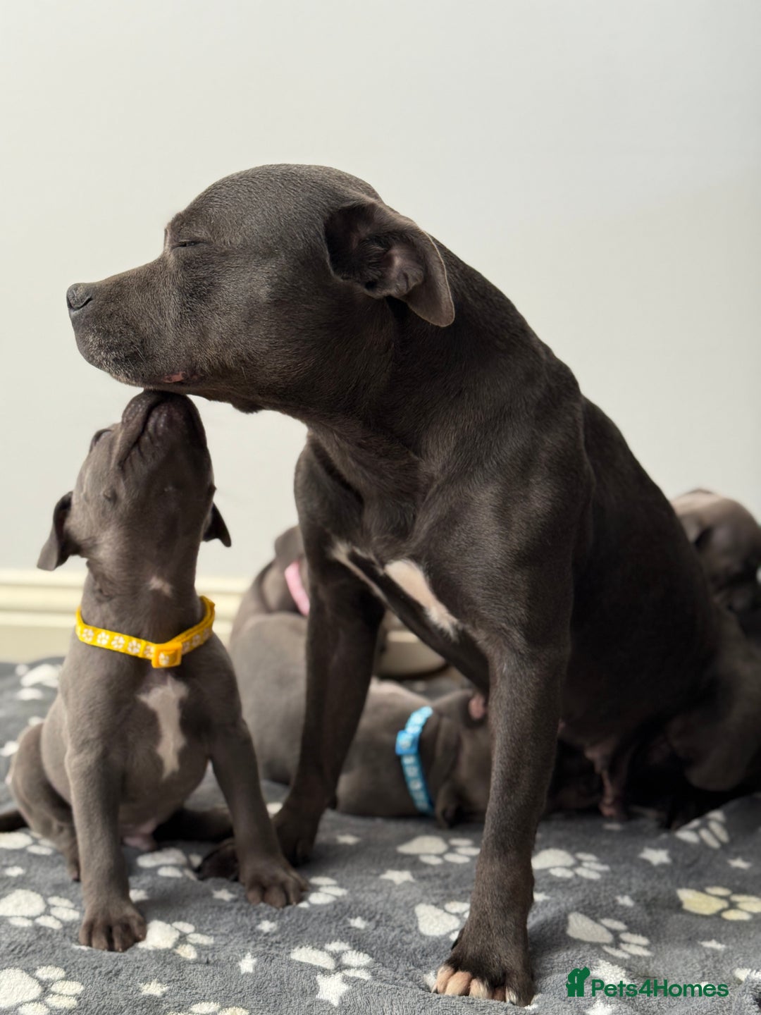 Staffordshire Bull Terrier dogs for sale: Beautiful Babies Ready to Leave  - Image 11