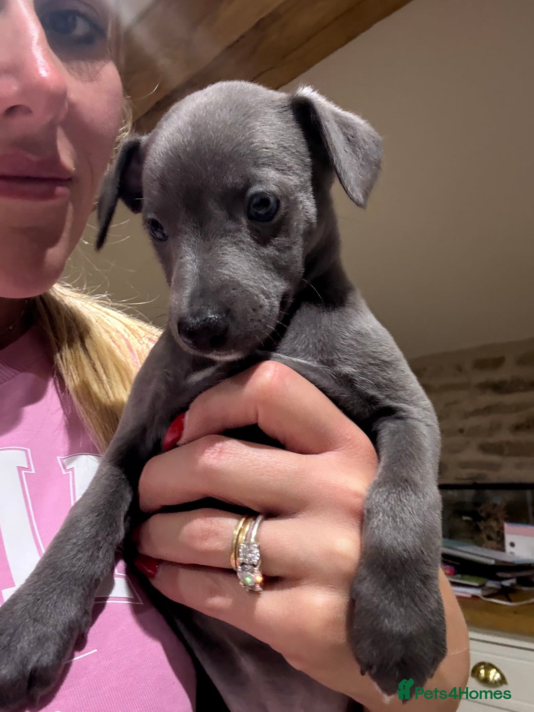 Whippet dogs for sale: Blue whippet puppies - Image 3