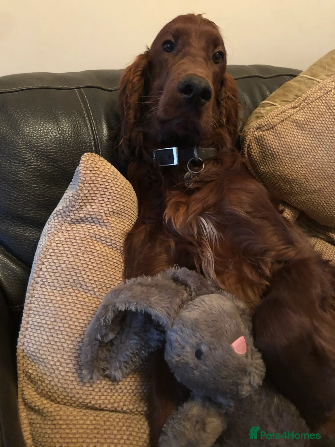 Irish Setter dogs for stud: Irish Setter For Stud. (Health Tested and Proven.) in Cannock - Advert 2