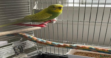 Budgerigars birds - Advert 3