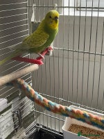 Budgerigars birds - Advert 2