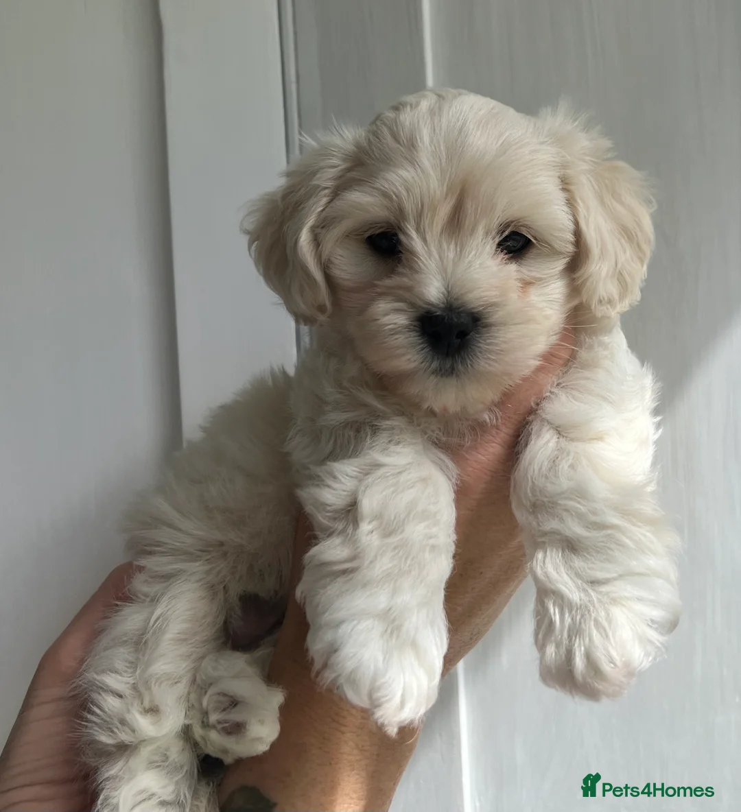 Maltipoo dogs for stud: Maltipoo Stud in Trowbridge - Advert 14