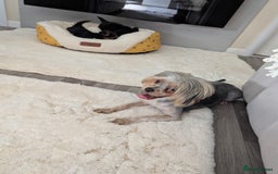 Yorkshire Terrier dogs for sale: Wonderful Yorkshire terrier puppies  - Image 22