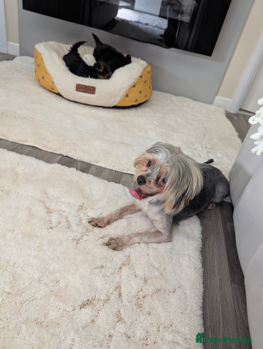 Yorkshire Terrier dogs for sale: Wonderful Yorkshire terrier puppies  - Image 22