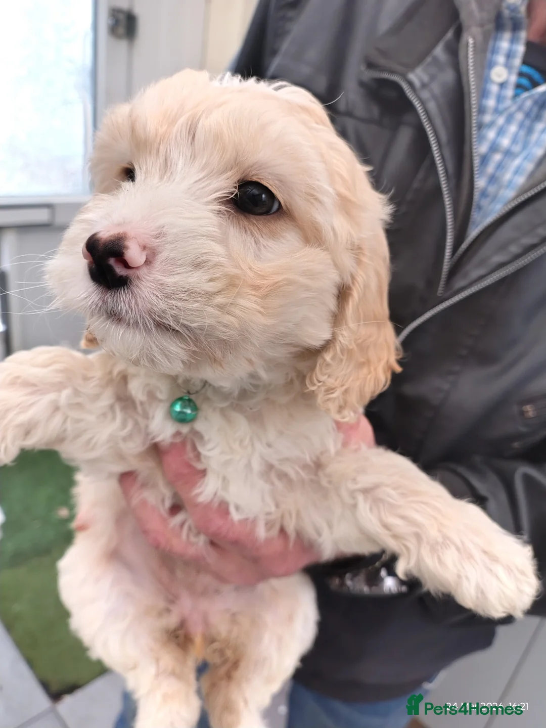 Cockapoo dogs for sale: Cockapoo puppies 100%  - Advert 2