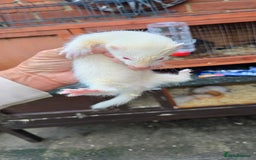 Ferret rodents for sale: 2 silver hobs 1 albino Jill  - Image 1