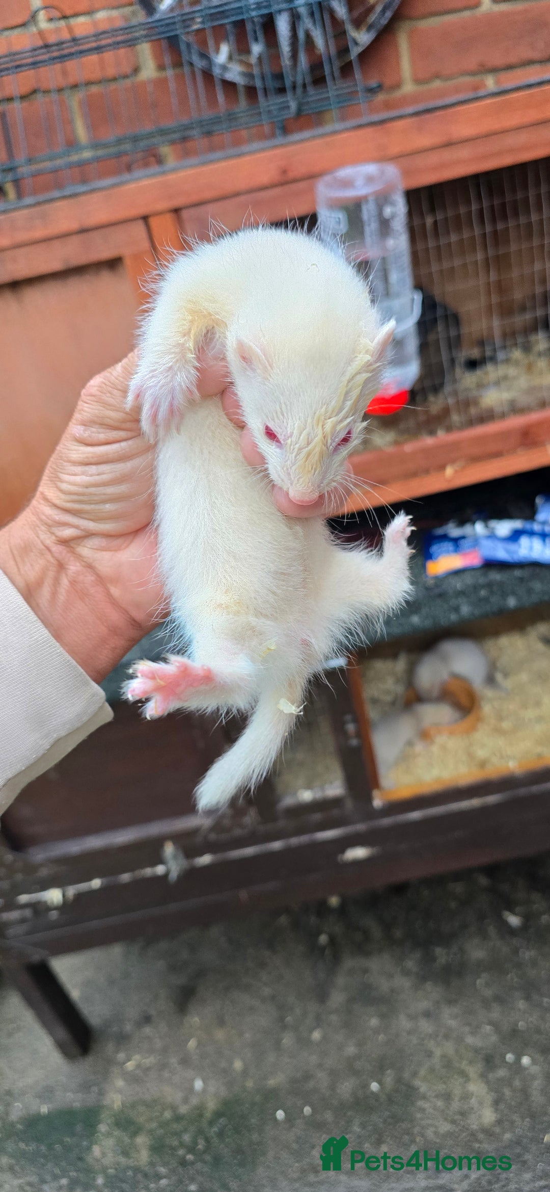 Ferret rodents for sale: 2 silver hobs 1 albino Jill  - Image 1