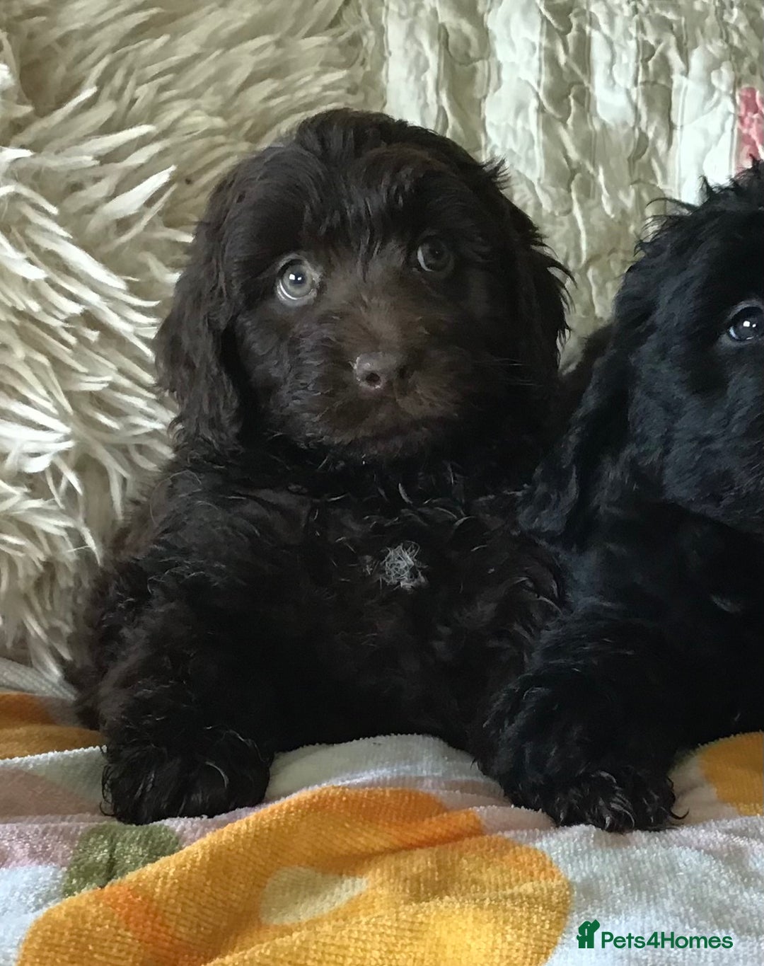 Newfypoo dogs for sale: AMAZING NEWFYPOO TEDDYBEARS  - Image 2