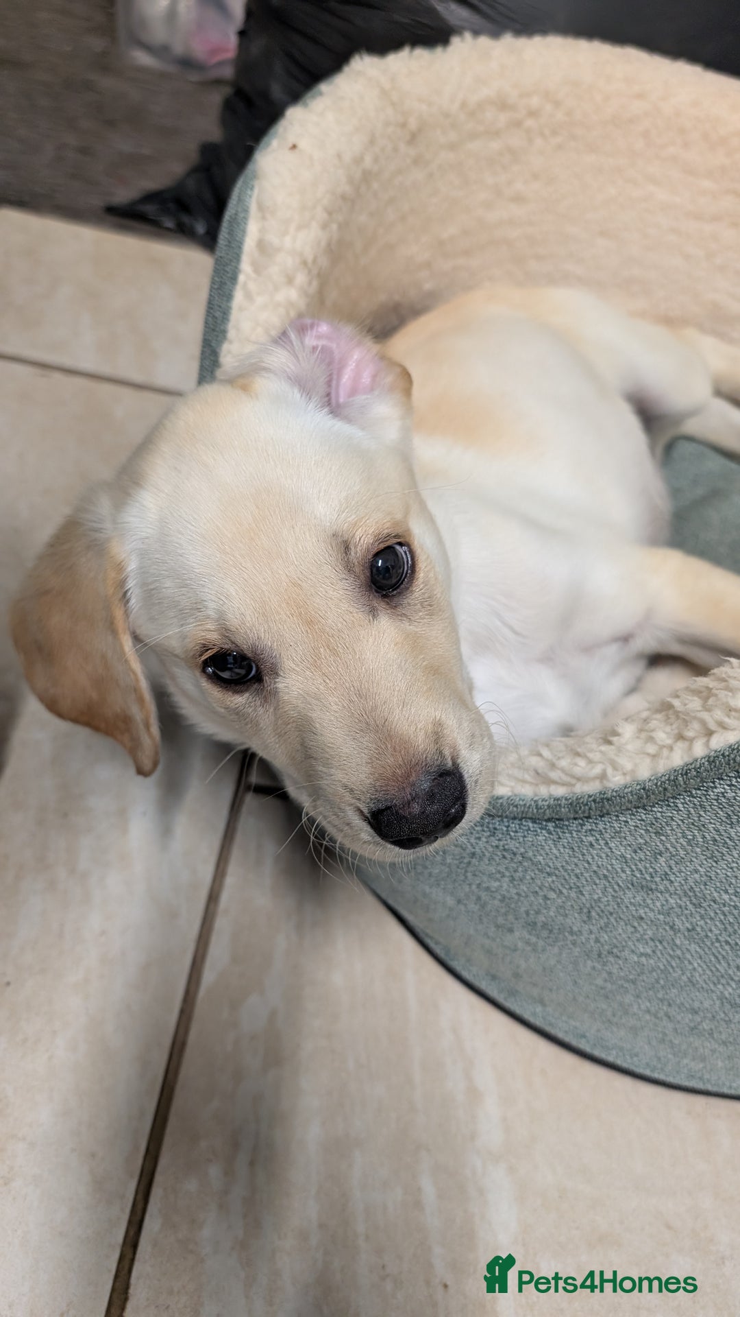 Labrador Retriever dogs for sale: Male Labrador Puppy - Image 6