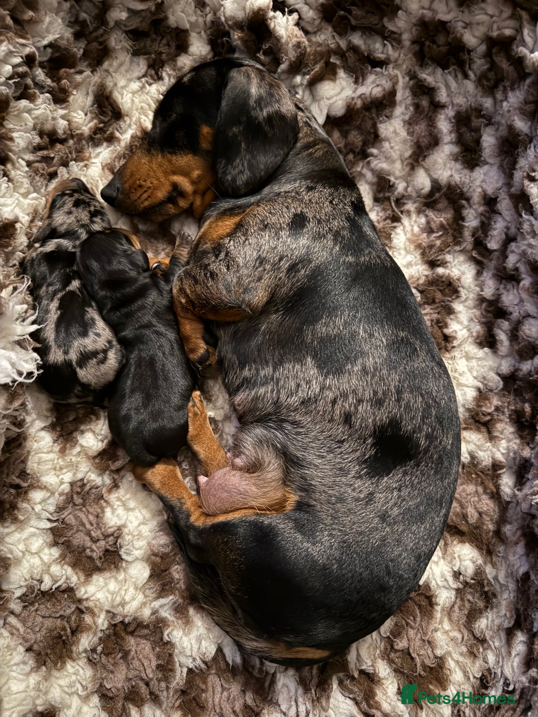 Miniature Dachshund dogs for sale: Kc reg smooth haired miniature dachshund - Advert 13