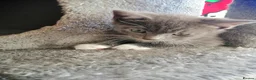 Russian Blue cats for sale: beautiful kittens😻😍 - Advert 13