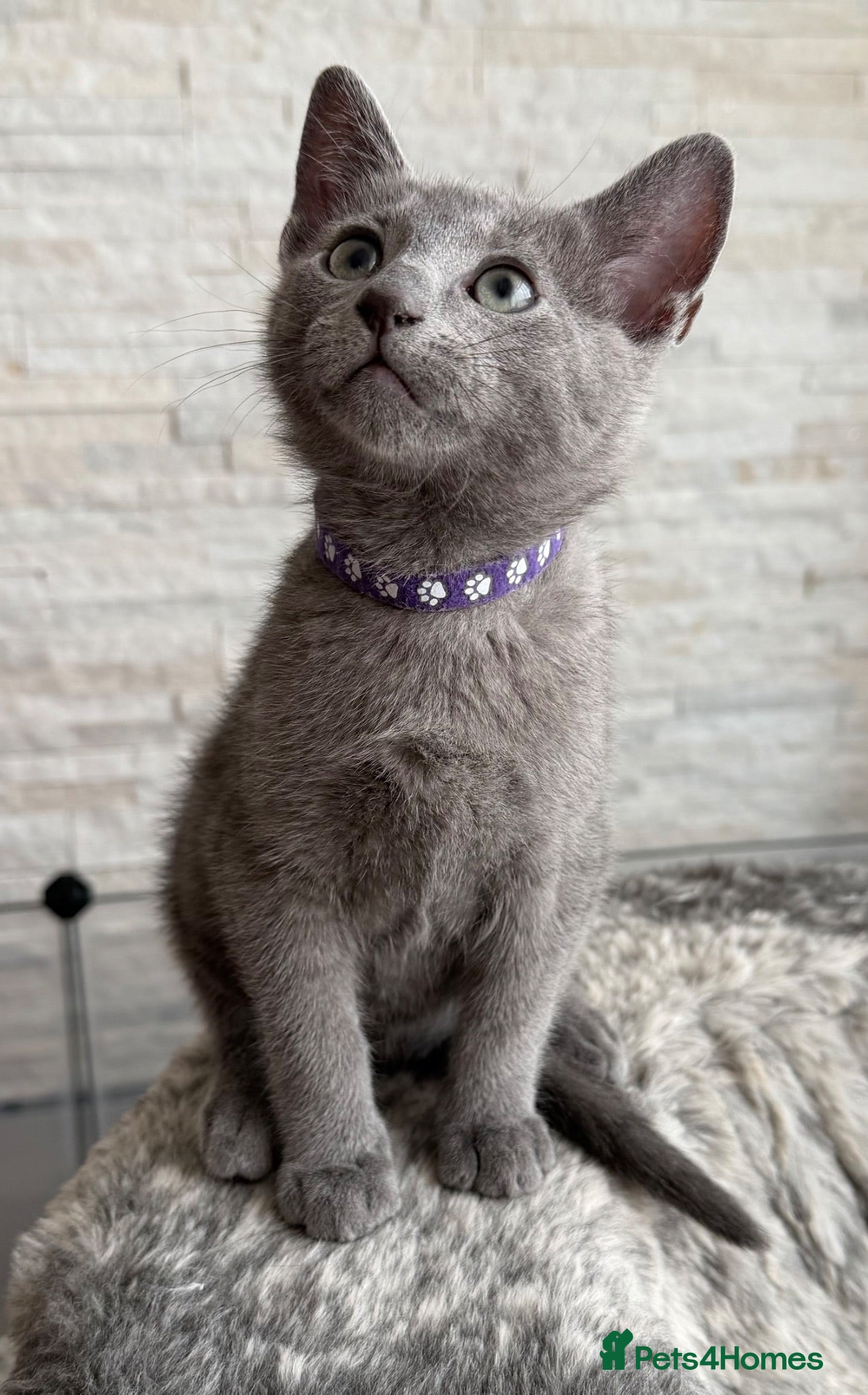 Russian Blue cats TICA registered Russian Blue - Advert 2