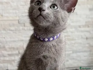 Russian Blue cats TICA registered Russian Blue - Advert 2