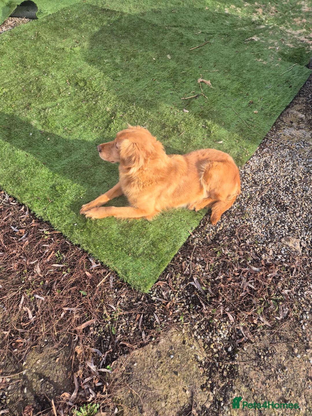 Golden Retriever dogs for sale: Gorgeous dark kc golden retriever pups - Advert 37