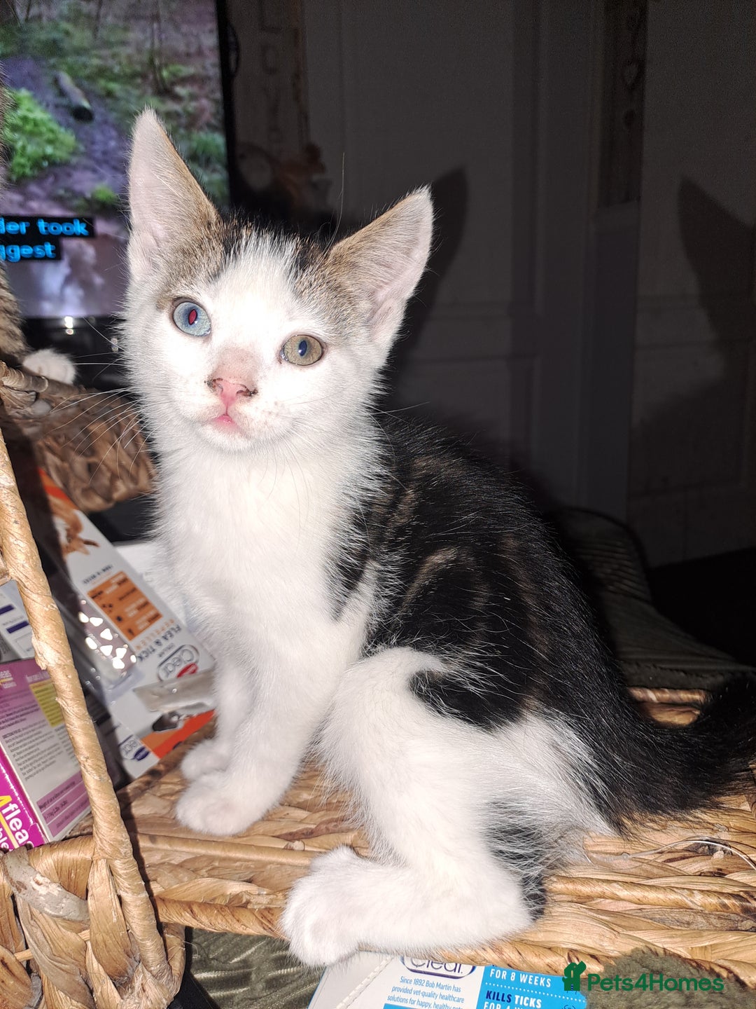 Mixed Breed cats for sale: Beautiful bundles of fun  - Advert 4