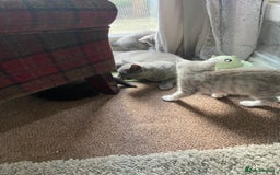 Persian cats for sale: British blue and Persian mix kittens ready now ❤️ - Image 9
