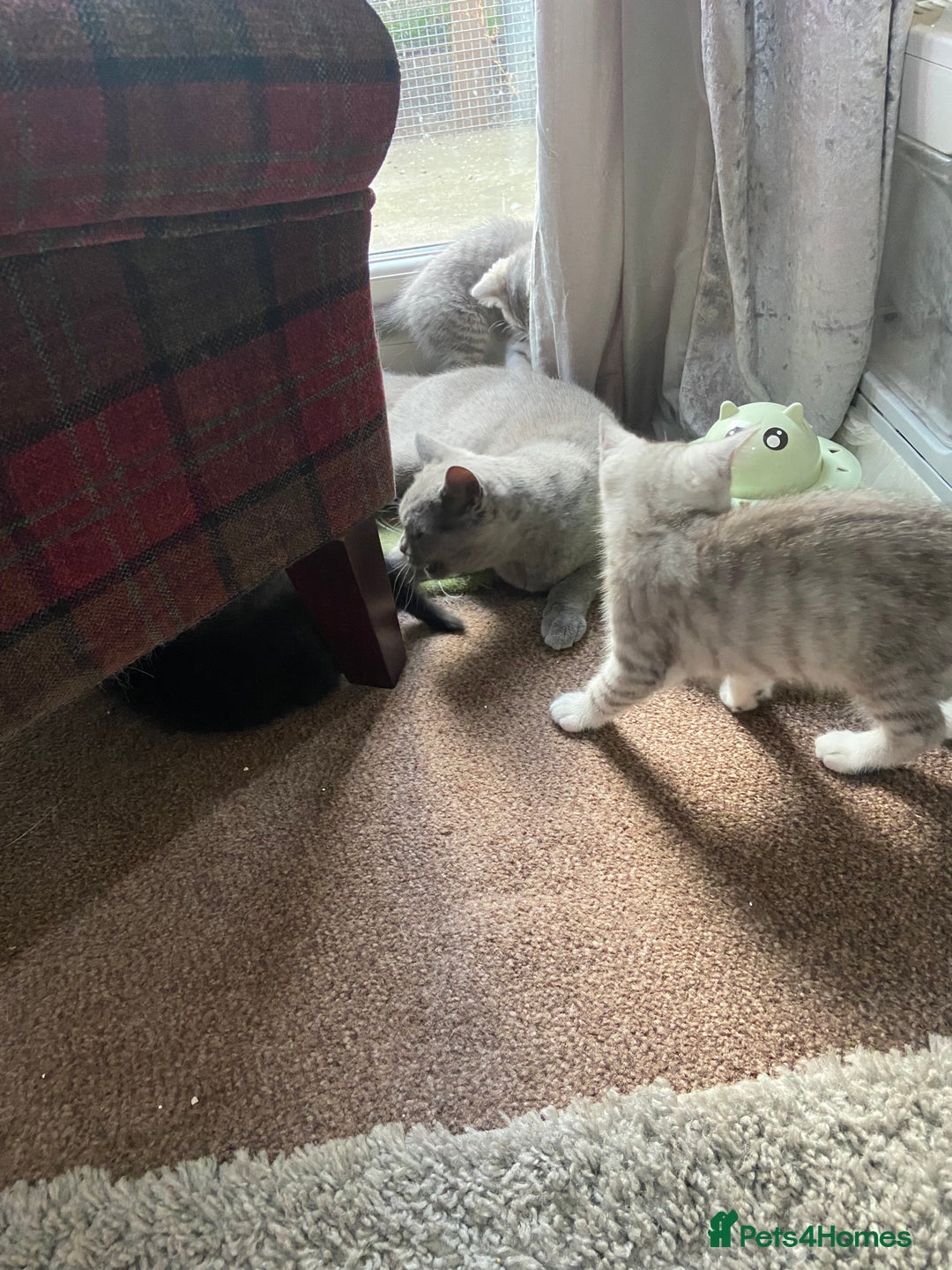 Persian cats for sale: British blue and Persian mix kittens ready now ❤️ - Image 9