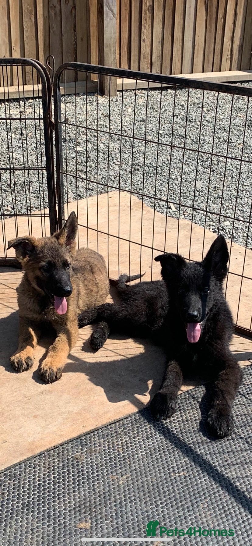 German Shepherd dogs German shepherd puppies - Advert 12