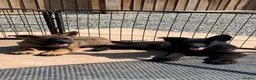 German Shepherd dogs for sale: German shepherd puppies - Advert 2