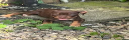 American Bully dogs for sale: American pocket bully  - Advert 5