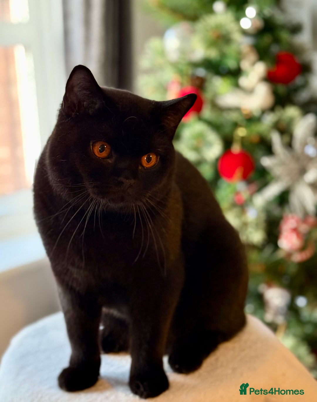 British Shorthair cats for sale: Ian available 😻 in High Wycombe - Advert 2