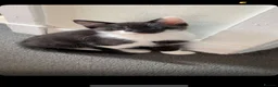 Mixed Breed cats for sale: Black and white male kitten  in Lochgelly - Advert 2