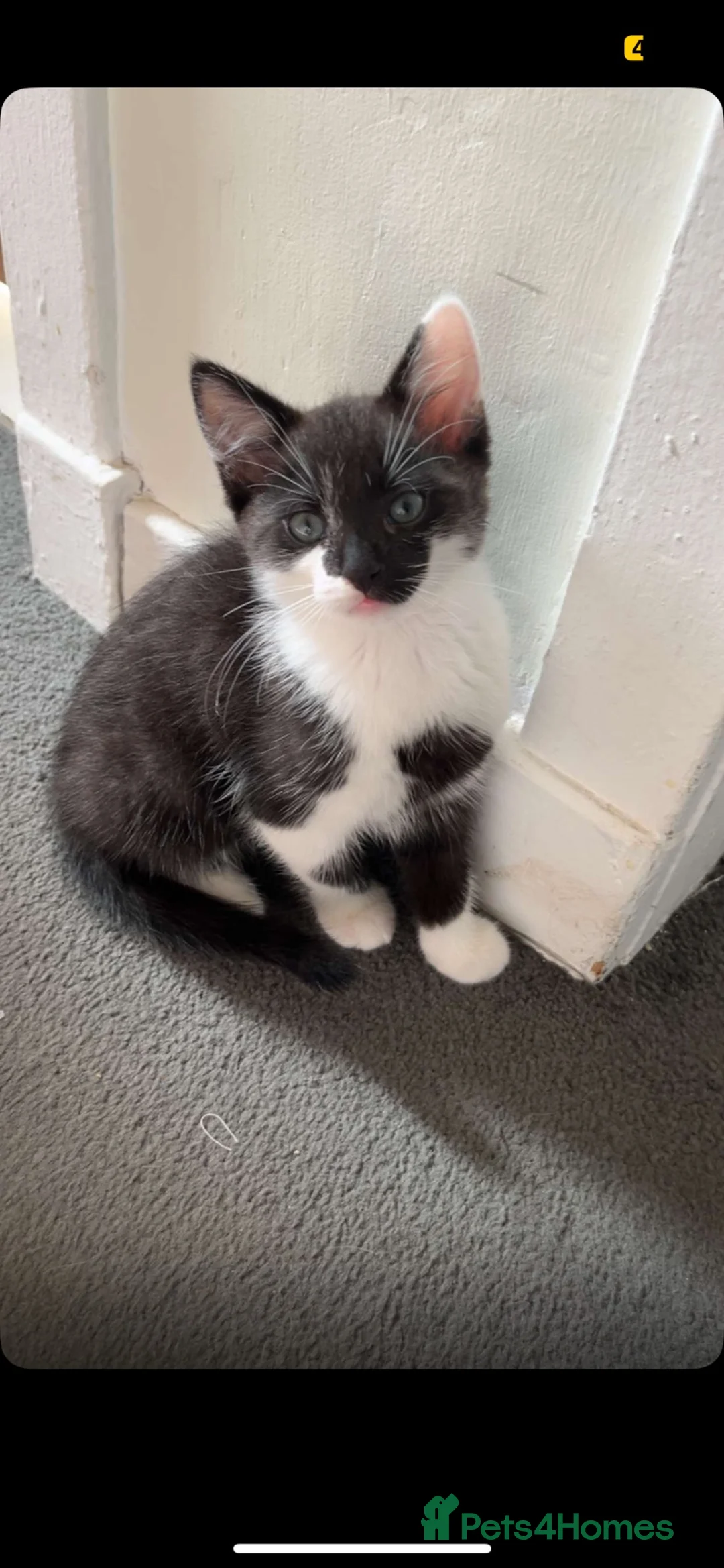 Mixed Breed cats for sale: Black and white male kitten  in Lochgelly - Advert 2