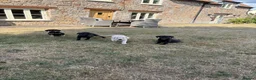 Labrador Retriever dogs for sale: Beautiful Labrador puppies  - Advert 10