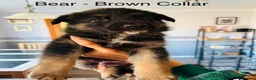 German Shepherd dogs for sale: 10 beautiful pure pedigree KC reg pup!  in Barnstaple - Advert 6
