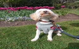 Miniature Poodle dogs for sale: LUXURY Litter of KC Registered Miniature Poodles - Image 4