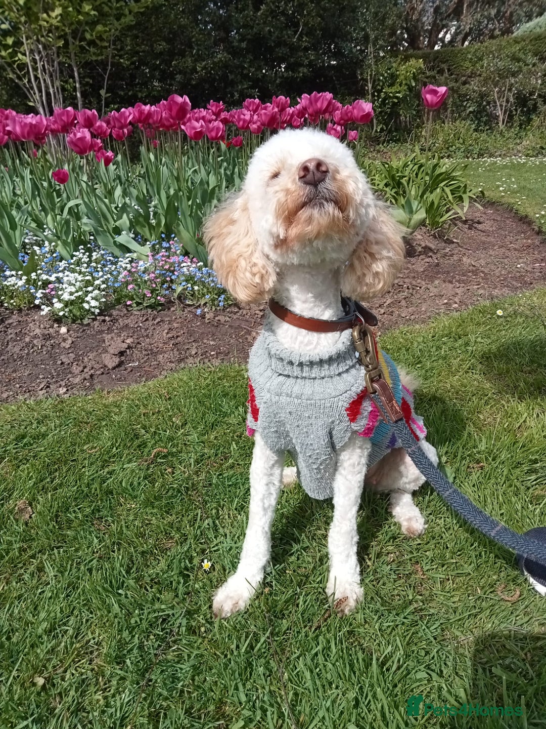 Miniature Poodle dogs for sale: LUXURY Litter of KC Registered Miniature Poodles - Image 4