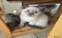 British Shorthair cats for sale: Beautiful British blues and colourpoints  - Image 15