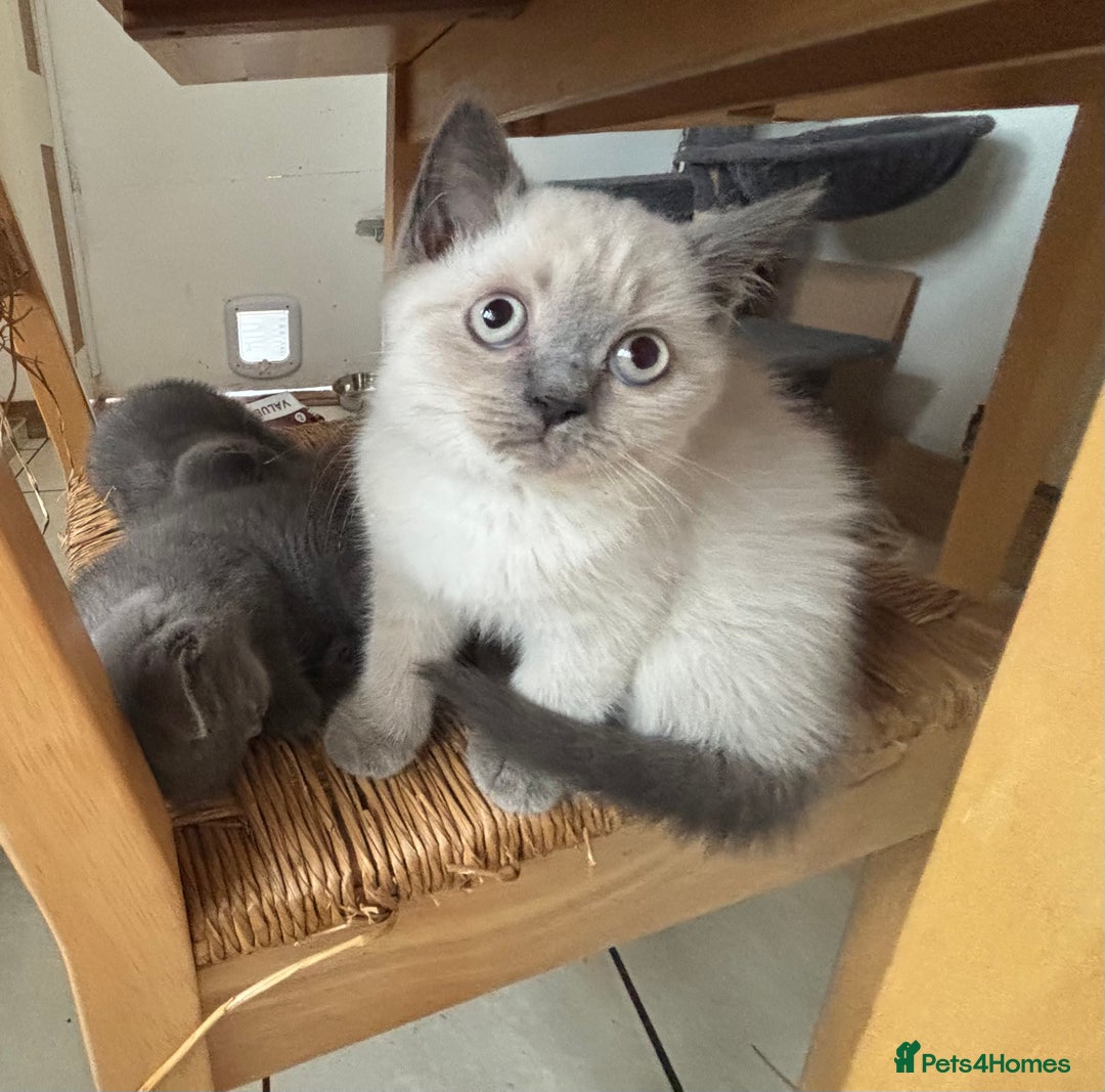 British Shorthair cats for sale: Beautiful British blues and colourpoints  - Image 15