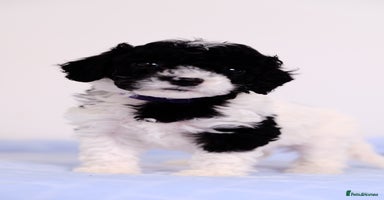 Mixed Breed dogs - Advert 3