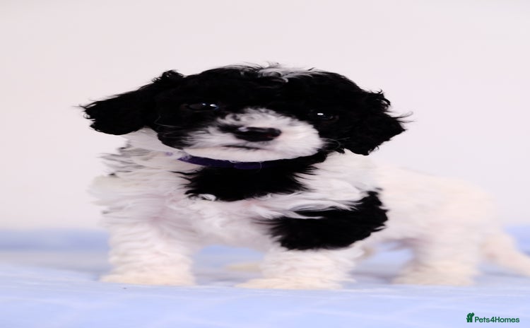 Mixed Breed dogs - Advert 1