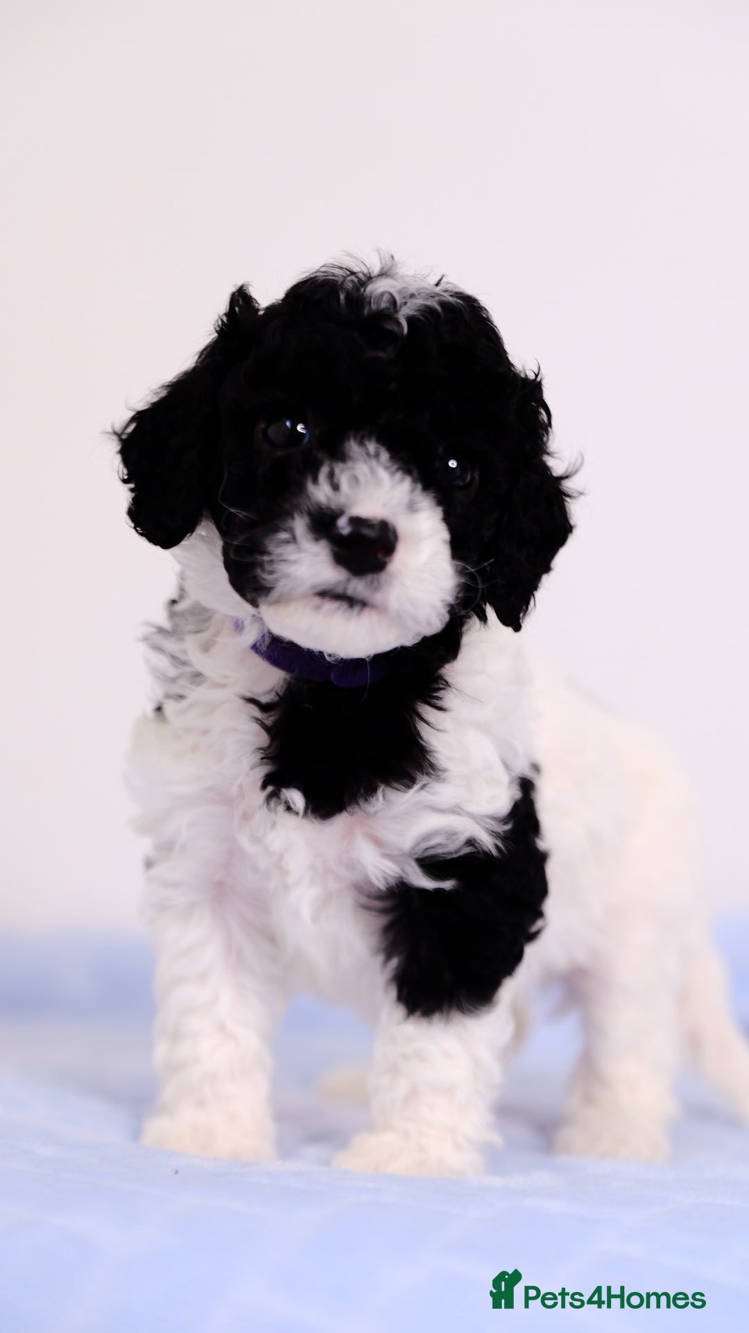 Mixed Breed dogs for sale: 8 UNIQUE Spaniel x Poodle Puppies - Image 23